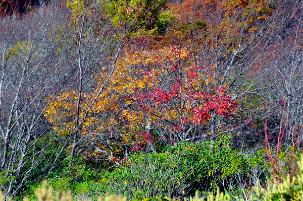 fall colors on The Blue Ridge Parkway